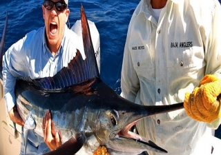  Sailfish 